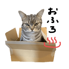 [LINEスタンプ] とろしゃしゃの毎日 みんな使える編