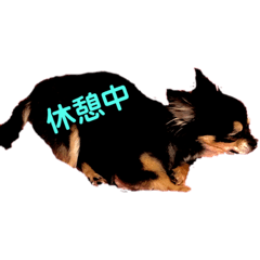 [LINEスタンプ] 犬と馬 dog＆horse