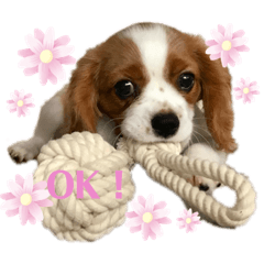 [LINEスタンプ] キャバリアのルイちゃん