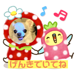 [LINEスタンプ] チワワのナナ