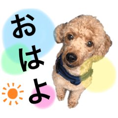 [LINEスタンプ] 木内家の犬たち