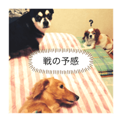 [LINEスタンプ] ばろるまんびまめ