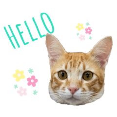 [LINEスタンプ] 虎丸スタンプ 2
