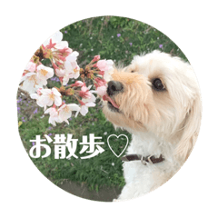 [LINEスタンプ] 抹茶君スタンプ