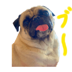 [LINEスタンプ] 僕はパグです。