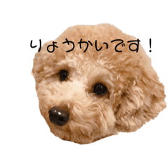 [LINEスタンプ] プードルのスタンプです