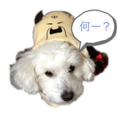 [LINEスタンプ] うちのマッシュ犬
