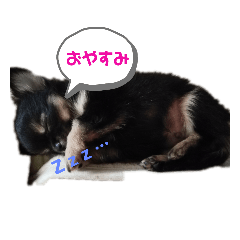 [LINEスタンプ] 琥太 style