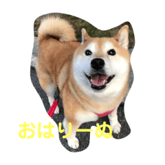 [LINEスタンプ] 柴犬アンちゃん03