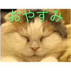 [LINEスタンプ] スコティッシュのはな