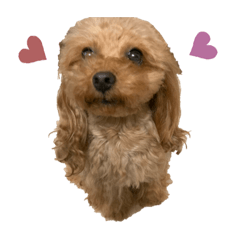 [LINEスタンプ] R ＆K
