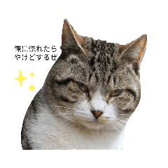 [LINEスタンプ] 野良猫スタンプ3