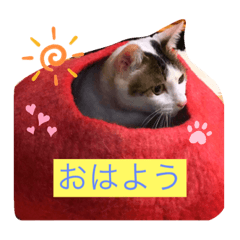 [LINEスタンプ] 白猫ピーちゃん