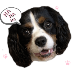 [LINEスタンプ] シン太郎スタンプ