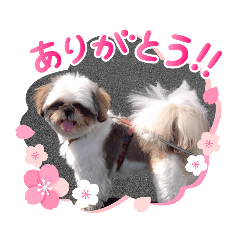 [LINEスタンプ] 我が家のシーズー犬もじゃ 11