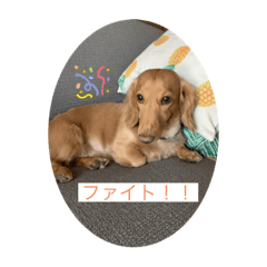 [LINEスタンプ] ダックスの気持ちだわん
