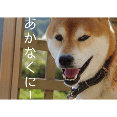 [LINEスタンプ] イッヌと覚えよう！重要古文単語（壱）