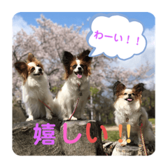 [LINEスタンプ] パピヨン三姉妹♡ベルすずりんスタンプ②