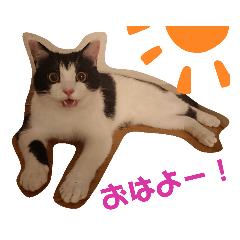 [LINEスタンプ] ハチワレ虎太郎1