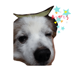 [LINEスタンプ] パピヨンのパピーちゃん