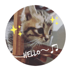 [LINEスタンプ] 猫たちのくらし