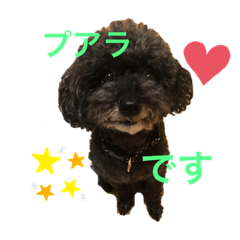 [LINEスタンプ] トイプー   ぷあら2