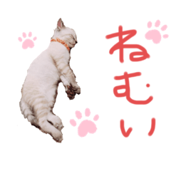 [LINEスタンプ] 我が家のアイドル むぎちゃん