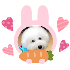 [LINEスタンプ] ビションフリーゼまかろん