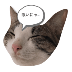 [LINEスタンプ] ねこと赤ちゃん