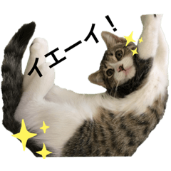 [LINEスタンプ] もこ くー カイ