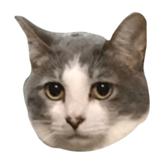 [LINEスタンプ] トトとゆかいな仲間たち