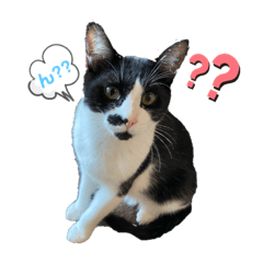 [LINEスタンプ] にゃんこ にゃん にゃんこ