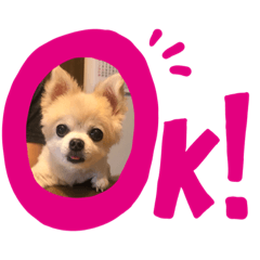[LINEスタンプ] チワワのさくらさん2