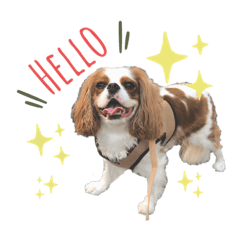 [LINEスタンプ] ぽんずstamp