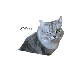 [LINEスタンプ] ビッちゃんの生活①