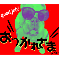 ブルドッグの玉丸です♡癒しと茶目の塊。