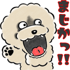 [LINEスタンプ] ビションプードル普段使い言葉