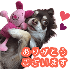 [LINEスタンプ] チョコタンチワワ＊マロンの日常＊