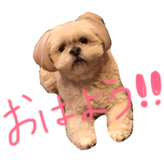 [LINEスタンプ] 愛犬グミスタンプ