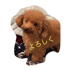 [LINEスタンプ] トイプードルうららの日常スタンプ