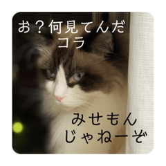 [LINEスタンプ] 煽りデブ猫ラス
