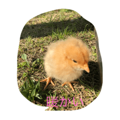 [LINEスタンプ] ひよこそのうちコケコッコ