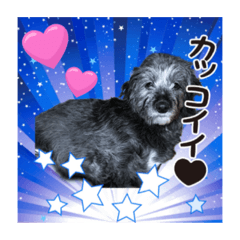 [LINEスタンプ] はな・ぴよ