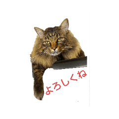 [LINEスタンプ] トムちゃんマン