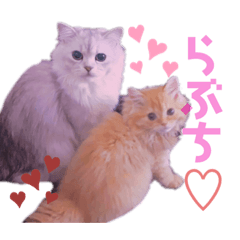 [LINEスタンプ] てぃむとうにちゃん