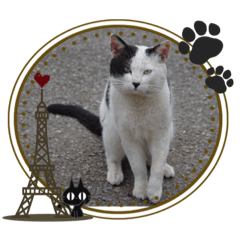 [LINEスタンプ] 毎日野良猫