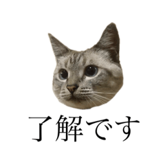 [LINEスタンプ] くりまる