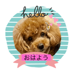 [LINEスタンプ] choco＆Qoo