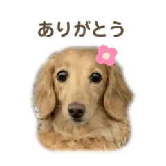 [LINEスタンプ] cocoちゃん❤️❤️