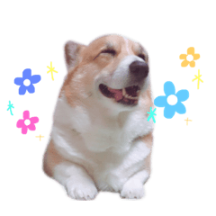 [LINEスタンプ] コーギーのジョン